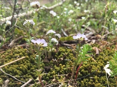 Phacelia dubia