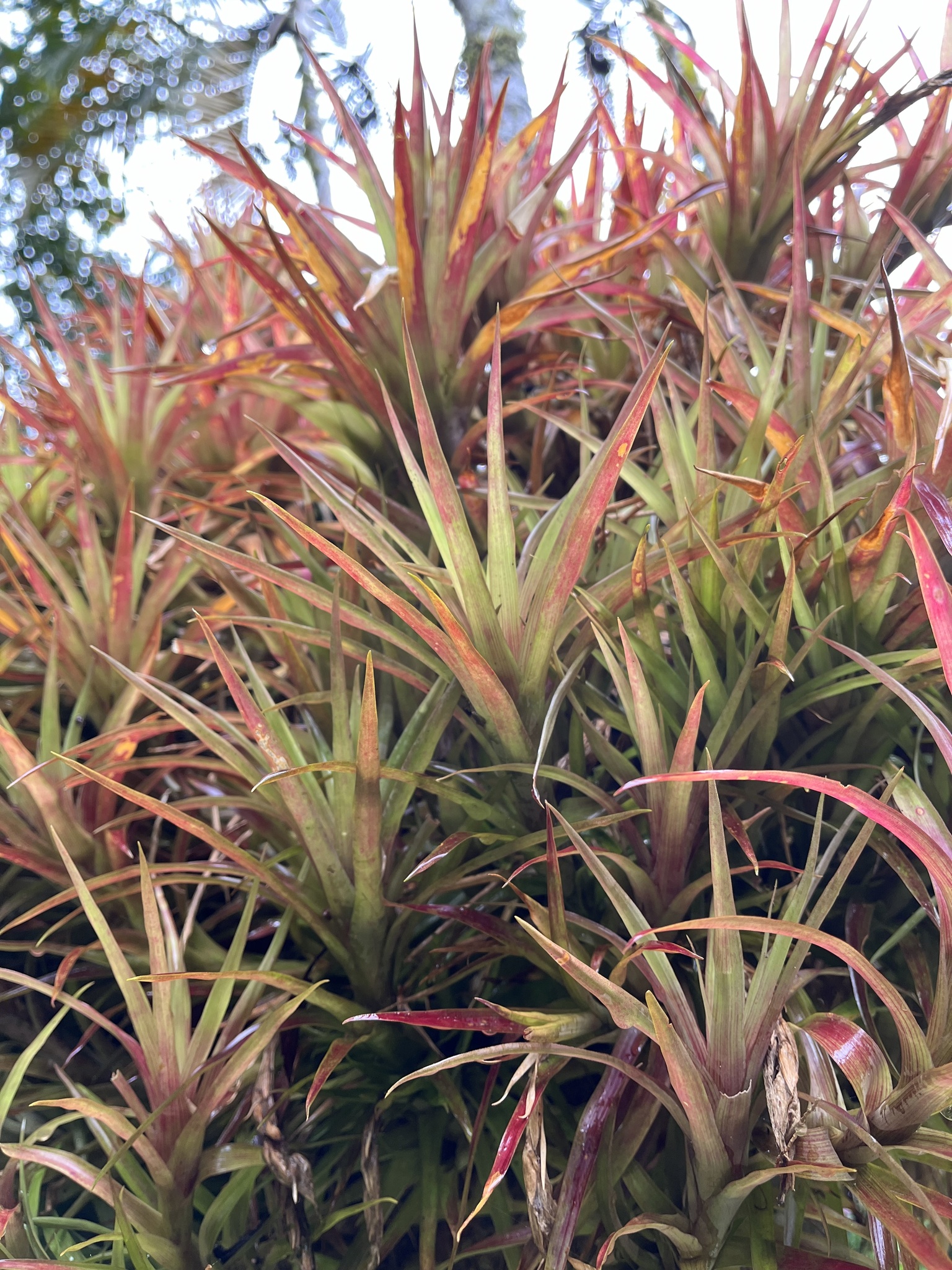 Imagem de Guzmania