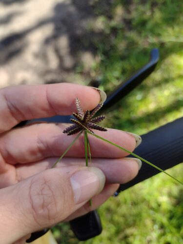 Cyperus sanguinolentus observed 2024-01-05
