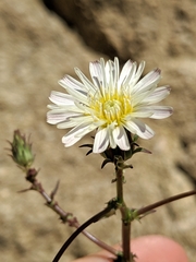 Rafinesquia californica