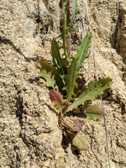 Rafinesquia californica