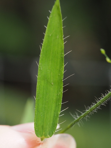 Stolonochloa pygmaea