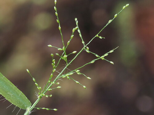 Panicum pygmaeum