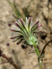 Rafinesquia californica