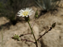 Rafinesquia californica