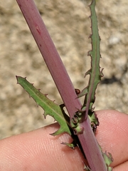 Rafinesquia californica