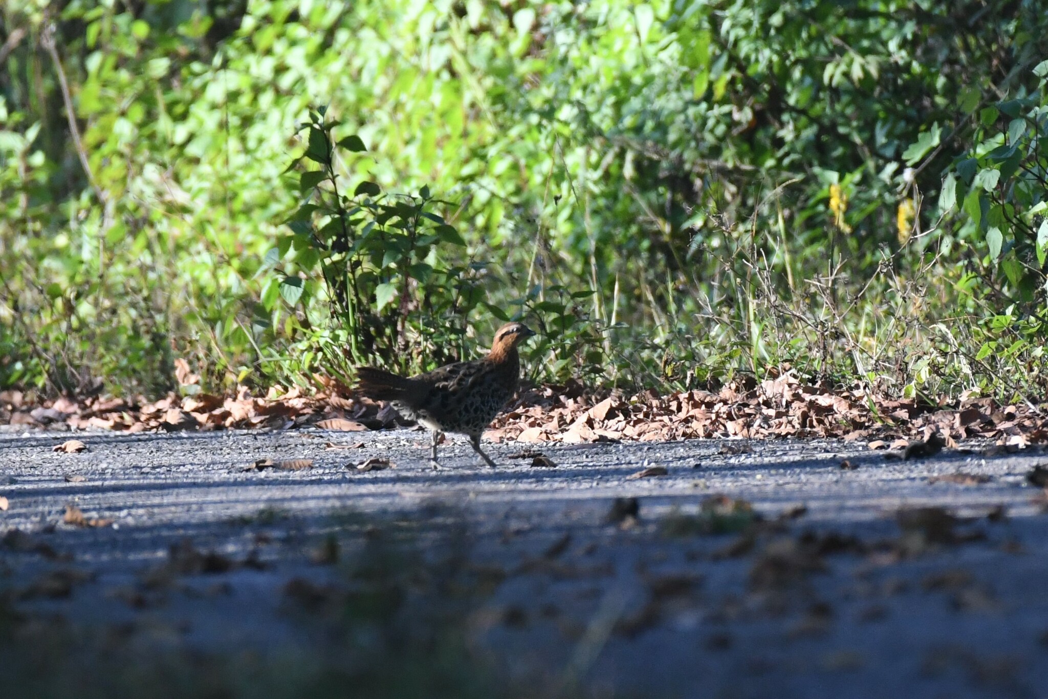Mountain Bamboo Partridge
