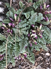 Pedicularis centranthera