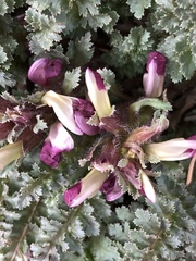 Pedicularis centranthera