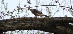 Accipiter cooperii
