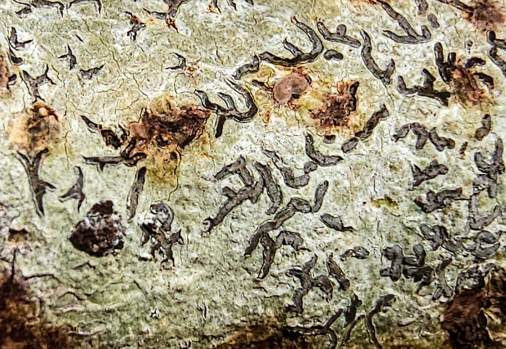 Random Doodles