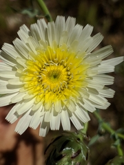 Malacothrix coulteri