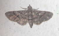 Casuariclystis