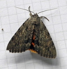 Catocala habilis