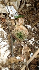 Brassica oleracea capitata