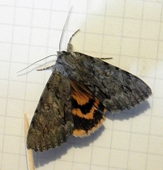 Catocala habilis