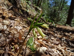Uvularia puberula