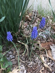 Muscari botryoides