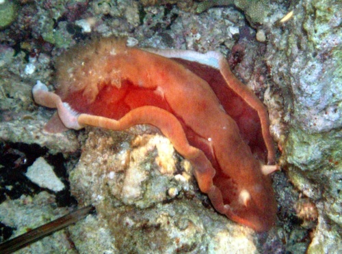 Spanish dancer nudibranch
