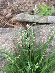 Poa annua