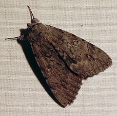 Catocala habilis