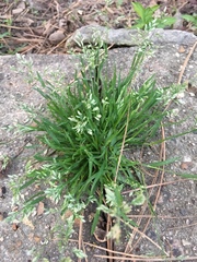 Poa annua