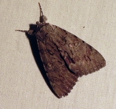 Catocala habilis