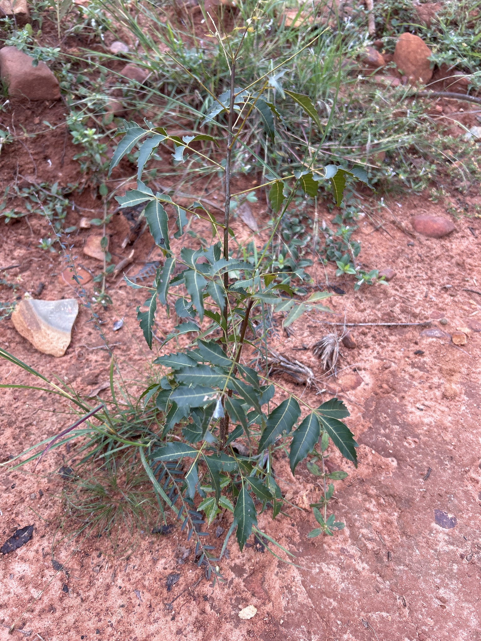 Imagem de Neem
