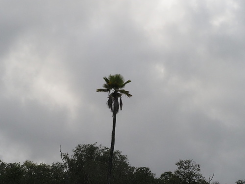 Kilauea Pritchardia (Pritchardia beccariana)