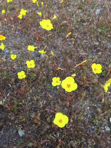 Mojave suncup (Camissonia campestris)