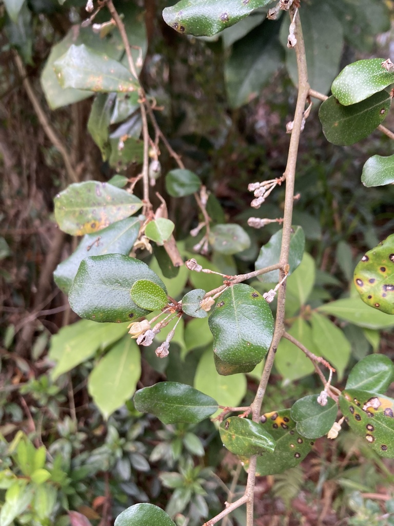 Elaeagnus tutcheri