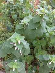 Lamium purpureum