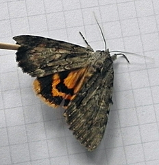 Catocala habilis