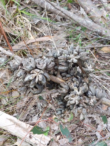 Slender Cypress-pine