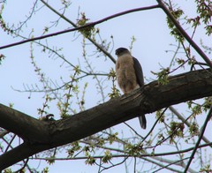 Accipiter cooperii