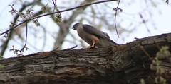 Accipiter cooperii