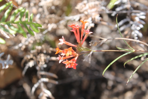 Image of Bouvardia Tenuifolia (Bouvardia tenuifolia) by (c) Viacheslav Shalisko, some rights reserved (CC BY)