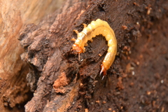 Dendroides