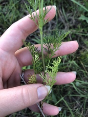 Bifora americana