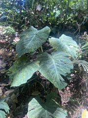 Philodendron verrucosum image