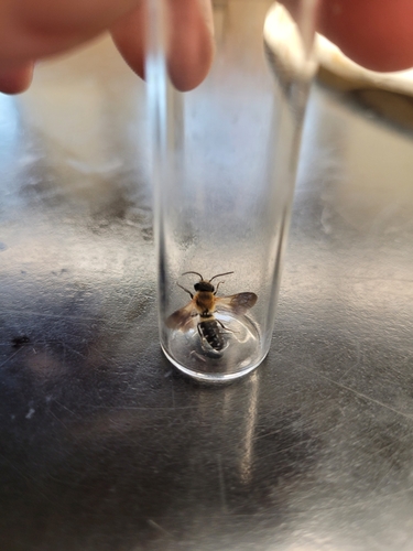 Shadow-winged Resin Bee photo 5