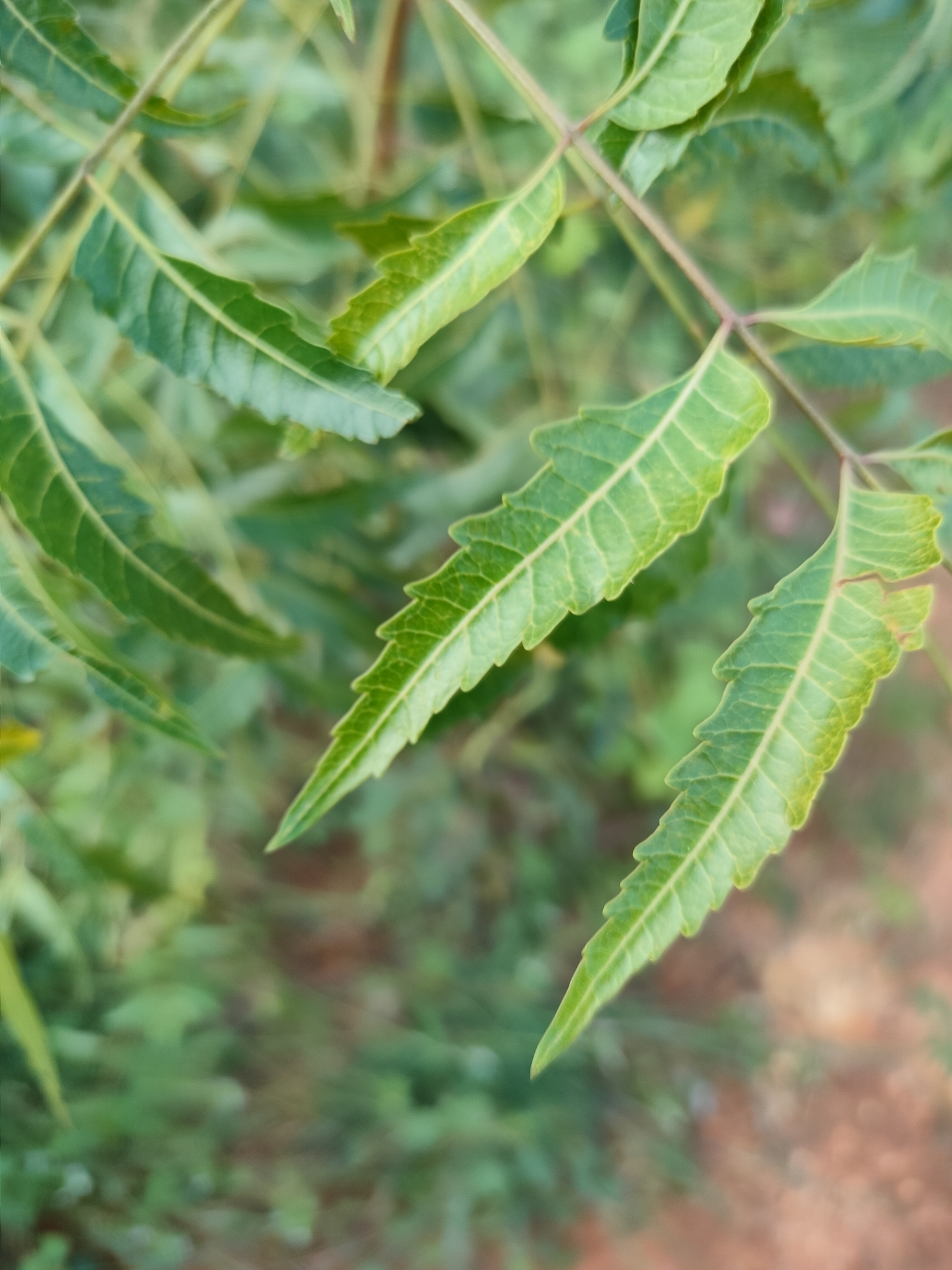 Imagem de Neem