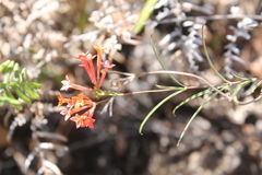 Bouvardia tenuifolia