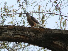 Accipiter cooperii