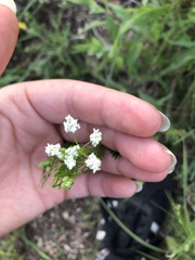 Bifora americana