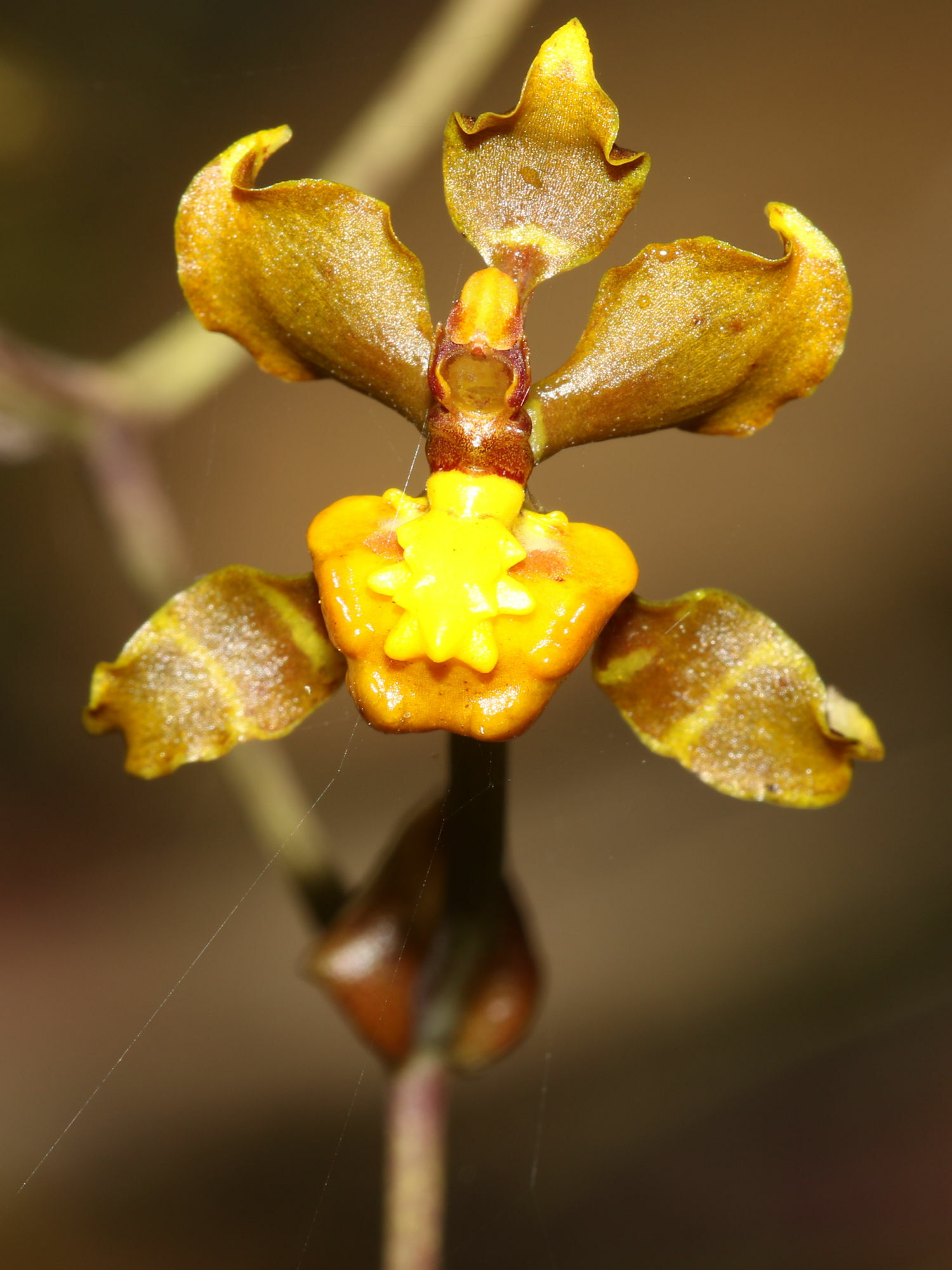 Cyrtochilum cimiciferum (Rchb.f.) Dalström
