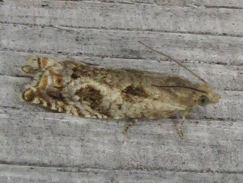 Epinotia corylana