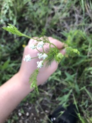 Bifora americana