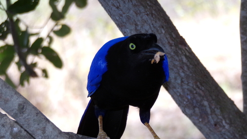 Purplish-backed Jay (Cyanocorax beecheii), photo 5