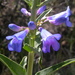 Wasatch Beardtongue - Photo (c) Matt Lavin, some rights reserved (CC BY-SA)